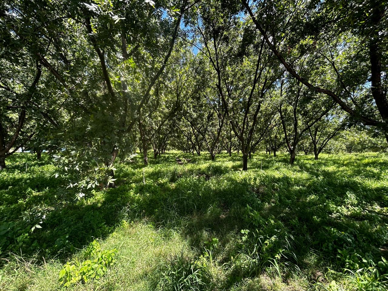 Rancho de nogales con 50 hectáreas de terreno